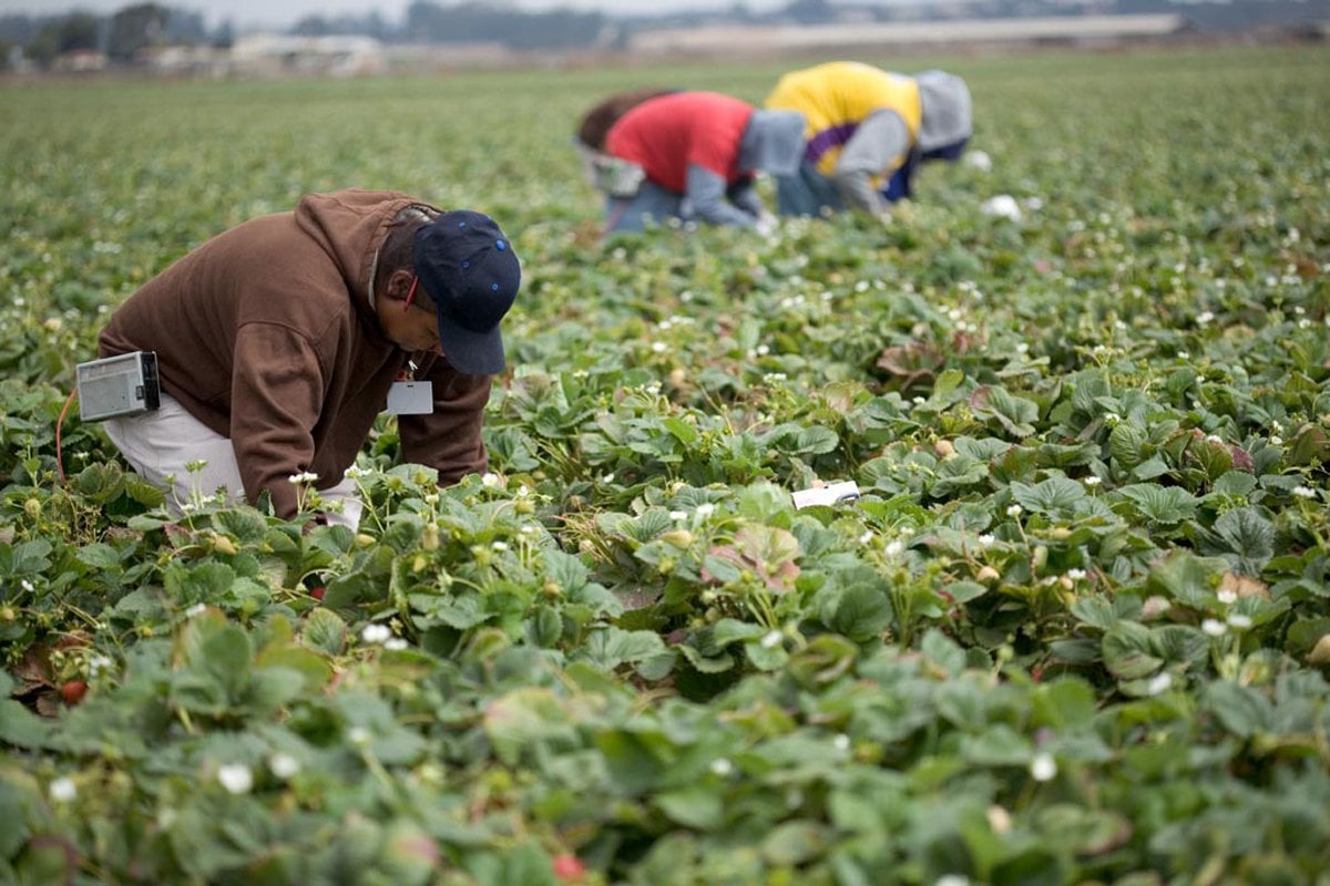 Canadian Temporary Work Permit For Agricultural Workers
