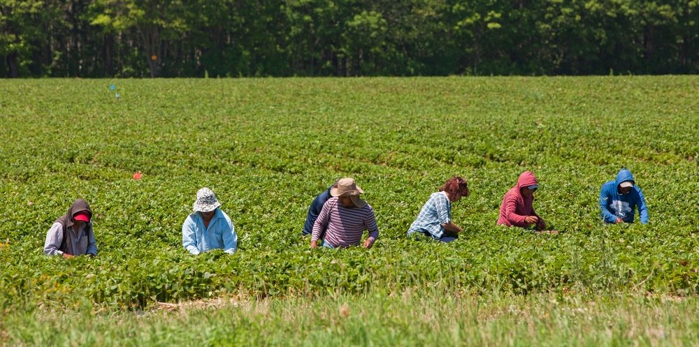 Canada’s Express Entry Targeted Occupations Are Largely Agricultural And Agri-Food Workers