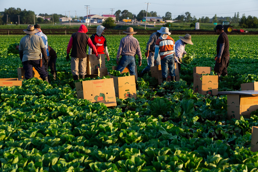 Canada Plans New Work Program for Foreign Farm and Seafood Workers